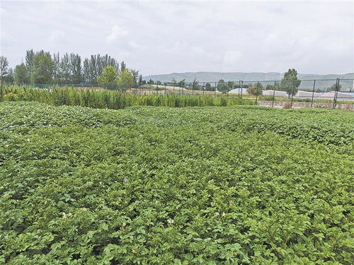 高原種業考官 為植物新品種驗明身份，保障農作物種子經營