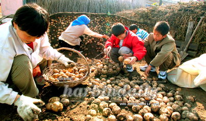 引導農民從事多種經營 農作物種子經營新路徑