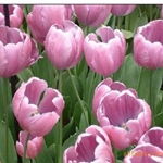 沭陽縣新河鎮綠友花卉園藝場 一站式農作物種子經營服務，百合、女貞、獼猴桃種子精選供應